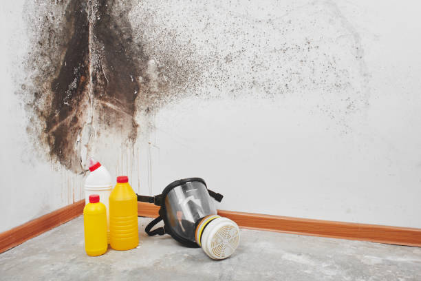 Best Residential Mold Remediation in Breckenridge, MN
