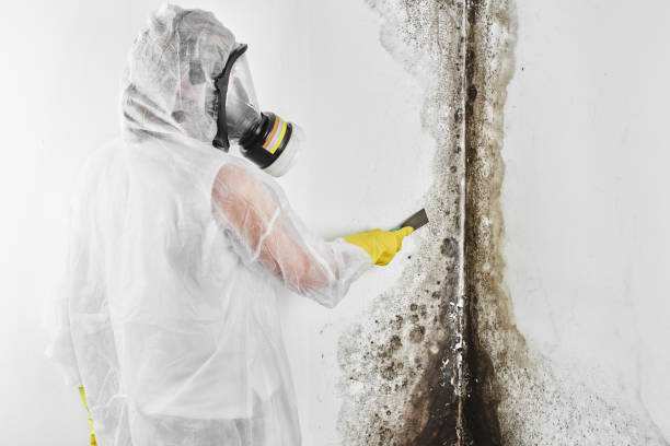 Best Black Mold Remediation in Breckenridge, MN