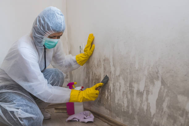 Breckenridge, MN Mold Remediation Company