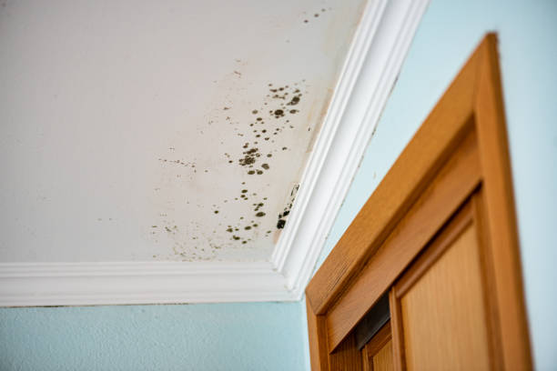 Best Crawl Space Mold Remediation in Breckenridge, MN