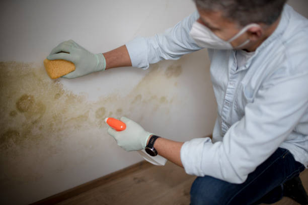 Best White Mold Remediation in Breckenridge, MN