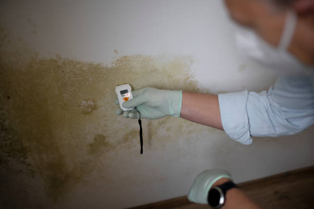 Best Industrial Mold Remediation in Breckenridge, MN