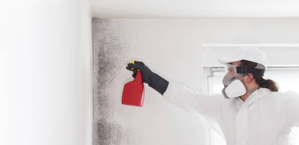 Best White Mold Remediation in Breckenridge, MN