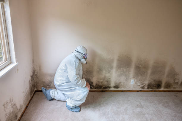 Best Post-Flood Mold Remediation in Breckenridge, MN