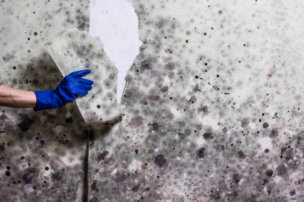 Best Mold Remediation for Schools in Breckenridge, MN
