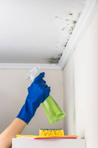 Best Insurance-Related Mold Remediation in Breckenridge, MN