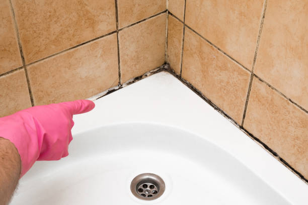 Breckenridge, MN Mold Remediation Company